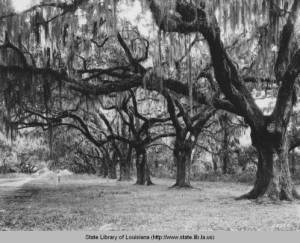 The Packenham Oaks are located near the battlefield along St. Bernard Highway. It has been rumored that Packenham died from his wounds under the mossy branches. Historians, however, have yet to confirm that claim.